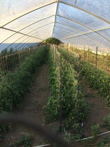 The tomatoes are going like gangbusters! All pruned and nowhere to go but up! Loaded with green fruits too, and it's only the first week of July!