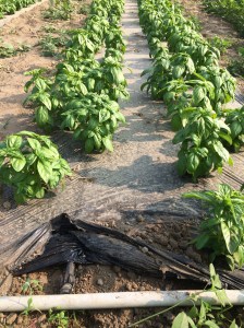 We use black plastic mulch and drip-irrigation tape to suppress weeds and conserve water. Very important in a drought season like this year.