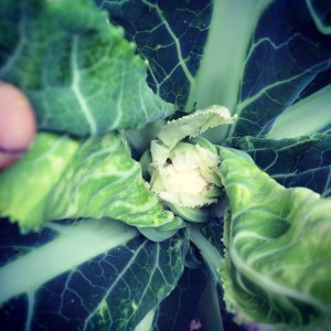 Just a couple weeks to cauliflower harvest! 