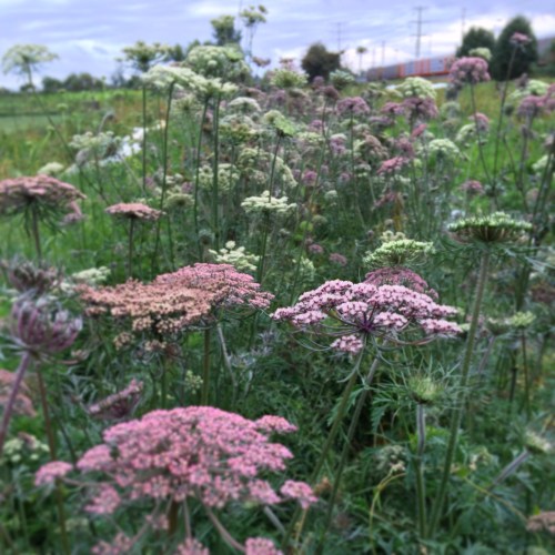 The purple carrots didn't make many big roots, but they did make pretty flowers! 