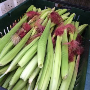 I've had a hankering to try growing baby corn for a few years, and this year I got it planted. They're cute, but they're also delicious stir-fried with broccoli, sauéed in butter, or used in soup. Very tasty!