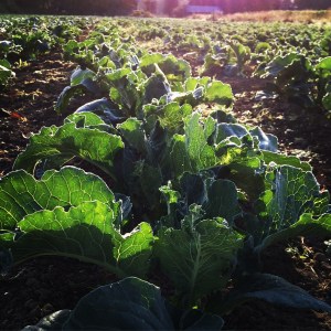 The big crop of Fall and Winter Brassicas are looking really good! We should be picking in October, and into the winter!