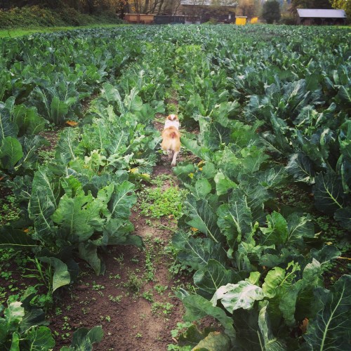 Mario and I scoping out the Brassicas for our first Winter CSA harvest. Hard to believe we have such a beautiful, bountiful harvest the first week of November!