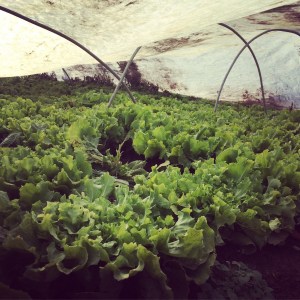 Undercover Escarole. Safe and cozy with its' other chicory cousins while the freeze goes on outside. 