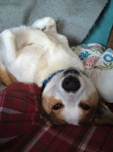 This is the exhausting life of the rat-hunting dog. You'd never know he's quick and vicious with the rodents. 