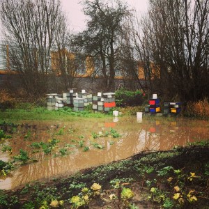 Usually we don't have any real flooding on our farm. But we had about 8" of rain in two weeks, which resulted in a lot of surface water with nowhere to go. The bee hives are just barely out of the water. Good thing they're on 1' risers!