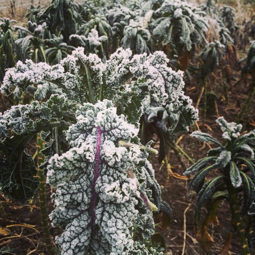 Frozen fog on Rainbow Lacinato kale.