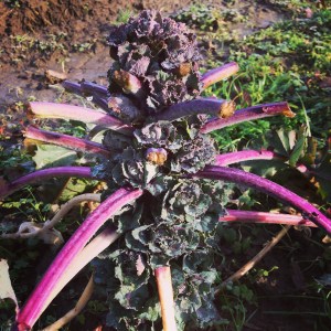 These were a big experiment last year. They are a cross between Brussels Sprouts and Red Russian Kale. They take 140 days to mature from transplanting (which we did in July) and we've been devouring them all winter. Sweet, and lovely to look at. We like them sautéed with garlic or roasted in the oven.