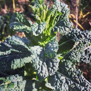 Kale is durable, hardy, and delicious through the winter. But this is the reward for waiting all winter: Kale Broccolini. 