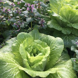Napa Cabbage, planted in the greenhouse in September is ready to flower now in this early spring.