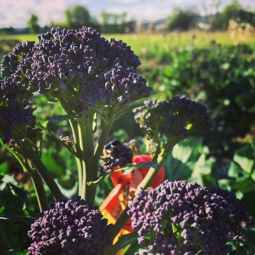 Purple Sprouting Broccoli looks like lilacs just getting ready to bloom. We sowed seeds last June, transplanted outside in July, and now we reap the fruits of all that labor. 9 months. 