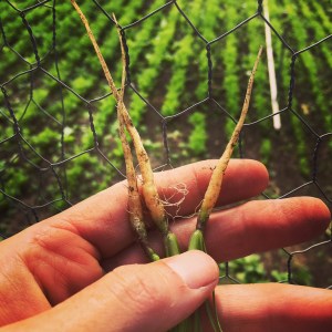 The greenhouse carrots planted in February are starting to look like carrots! I'm guessing two more weeks, maybe three, until harvest. 