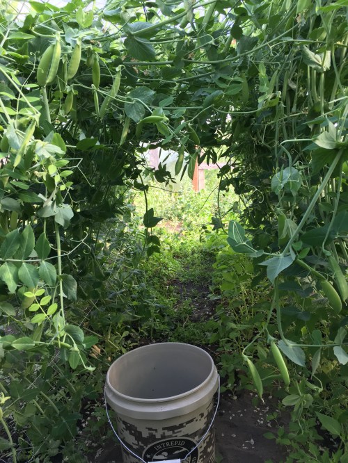 Our experiment with growing early Sugar Snap Peas in one of the greenhouses has been an overwhelming success. We started the plants in early February, and trellised them as high as we could. The vines reached eight feet tall, and then fell over. Nonetheless, they were loaded with peas and we've picked for four weeks. 