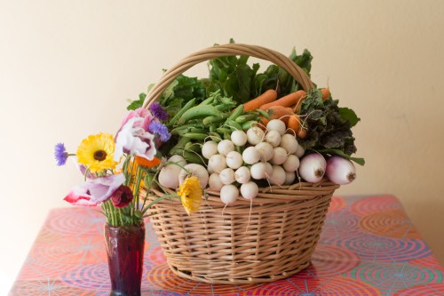 This week's share is a bountiful one! And, the CSA-only UPick garden is open—pick all the Snap Peas, Shelling Peas, and flowers that you want—one of the perks of joining our CSA!