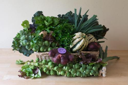 This is the earliest we've ever harvested Brussels sprouts, and I'm excited! They're big and beautiful and delicious! Hello, Potato Man!