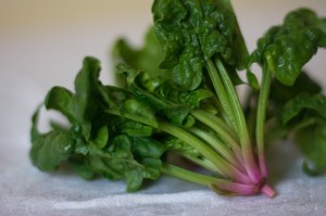 Sweet, dense, curly leaves of Bloomsdale Winter Spinach. Those pink stems are the sweetest part!