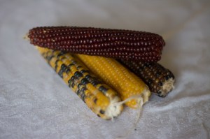 Miniature Calico Popcorn grows on a cob, just like sweet corn. Put the whole cob in the microwave to pop, or rub off the kernels and pop in a pan. Beautiful AND tasty!