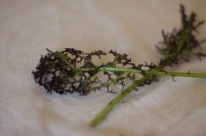 Spicy Scarlet Salad Mustard is similar to arugula, but with a kick. Enjoy it as a garnish, to spice up a sandwich, or straight. 