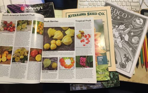 My desk is covered in seed catalogs. I've taken care of ordering seeds for the staple crops, but now the fun begins. 10 kinds of Solanum berries, 5 kinds of Andean tubers, purple Napa cabbage, green daikon radish. There are so many things to eat!