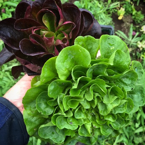 Winter Lettuce