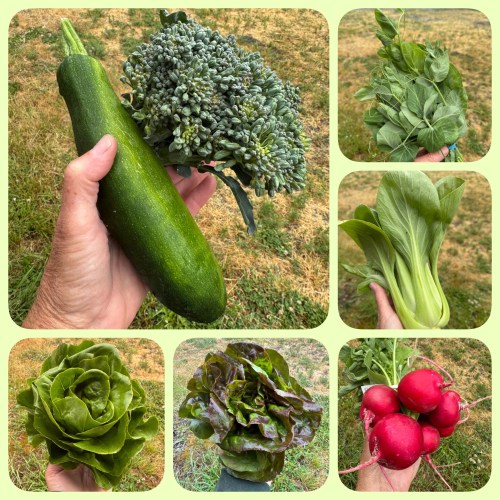 June 22 CSA contents