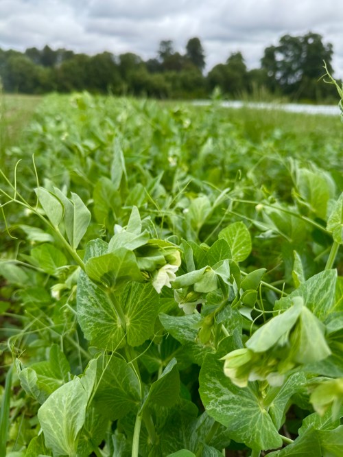 Pea plants